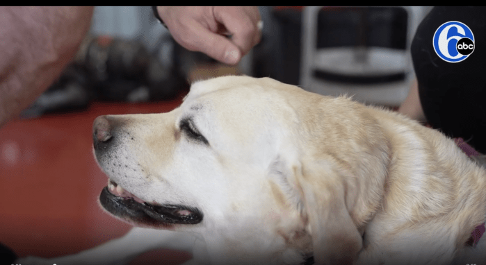 Smiling yellow labrador